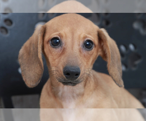Dachshund Puppy for sale in MARIETTA, GA, USA