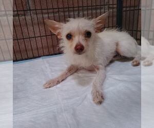Medium Chihuahua Mix