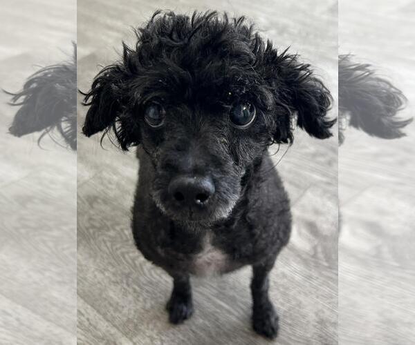 Medium Photo #5 Poodle (Miniature)-Unknown Mix Puppy For Sale in Westminster, MD, USA