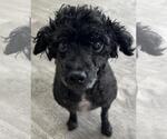 Small #4 Poodle (Miniature) Mix