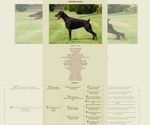 Small Photo #24 Doberman Pinscher Puppy For Sale in PALMDALE, CA, USA