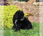 Small #3 Poodle (Toy)