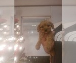 Small Photo #6 Cavapoo Puppy For Sale in MCMINNVILLE, TN, USA