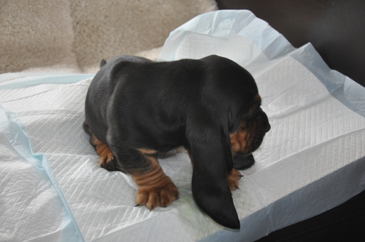 Medium Photo #6 Basset Hound Puppy For Sale in DEER VALLEY, UT, USA