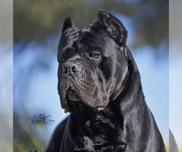 Medium Photo #1 Cane Corso Puppy For Sale in MERRITT ISLAND, FL, USA