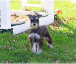 Small #6 Schnauzer (Miniature)