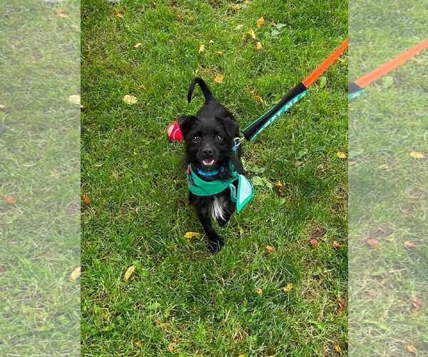 Medium Photo #4 Mutt Puppy For Sale in Rochester, NY, USA