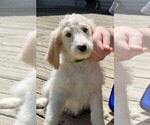 Small Photo #8 Goldendoodle Puppy For Sale in TAYLORVILLE, IL, USA