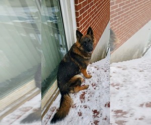 Mother of the German Shepherd Dog puppies born on 02/20/2026