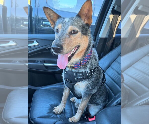 Medium Photo #3 Mutt Puppy For Sale in Garden City, NY, USA