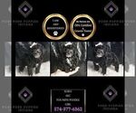 Small Photo #32 Poodle (Miniature) Puppy For Sale in WARSAW, IN, USA