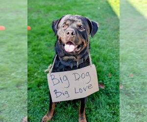 Agar - Ball Tossing is My Thing - Male Rottweiler Dog for Adoption - Photo #6