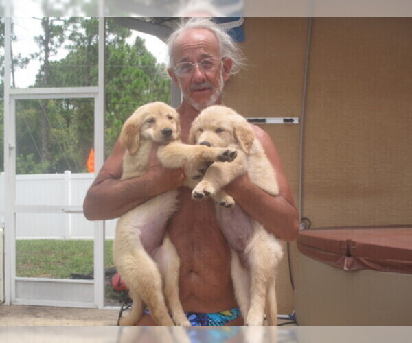 Medium Photo #2 Golden Retriever Puppy For Sale in PORT SAINT LUCIE, FL, USA