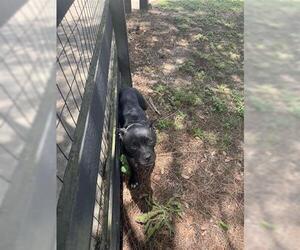 American Pit Bull Terrier-Unknown Mix Dogs for adoption in Houston, TX, USA