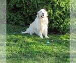 Small Photo #32 English Cream Golden Retriever Puppy For Sale in NORTHWOOD, OH, USA