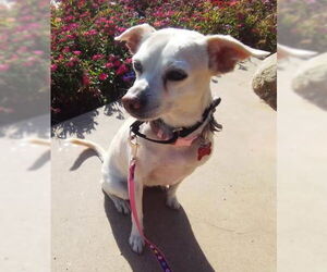 Jillie - Female Chihuahua-Unknown Mix Dog for Adoption - Photo #8