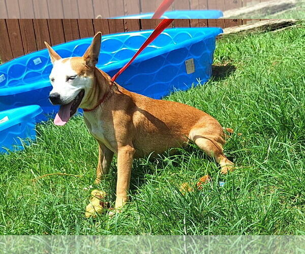 Medium Photo #2 Mutt Puppy For Sale in Wetumpka, AL, USA