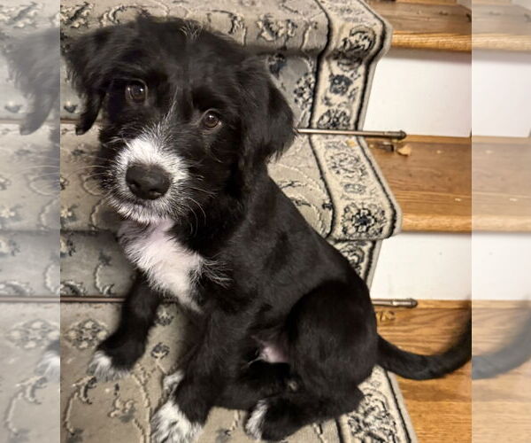 Medium Photo #2 Labradoodle Puppy For Sale in Wheaton, IL, USA