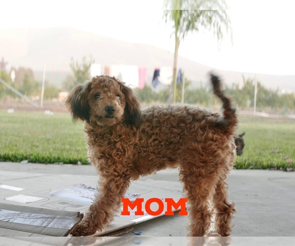 Medium Photo #1 Poodle (Toy) Puppy For Sale in LINDSAY, CA, USA