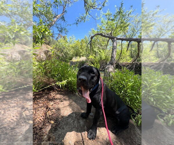Medium Photo #14 Mastador Puppy For Sale in Lake Forest, CA, USA