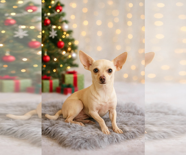 Medium Photo #3 Chihuahua-Unknown Mix Puppy For Sale in Sanford, FL, USA