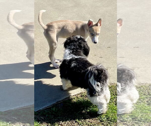 Medium Photo #3 Alaskan Klee Kai Puppy For Sale in Mouth Of Wilson, VA, USA