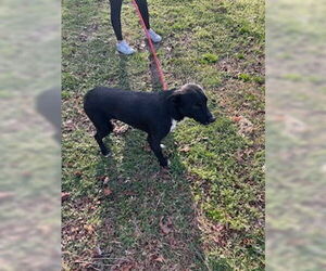 Labrador Retriever-Unknown Mix Dogs for adoption in Sparta, TN, USA