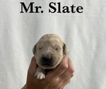 Puppy Slate English Cream Golden Retriever