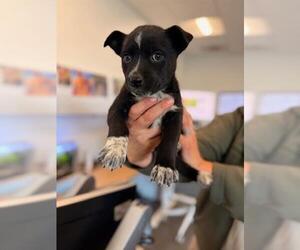 Mutt Dogs for adoption in San Martin, CA, USA