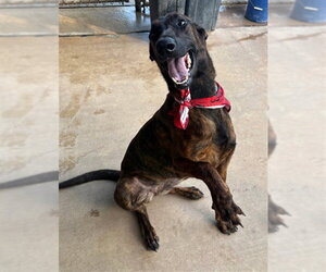 Mutt Dogs for adoption in Texas City, TX, USA