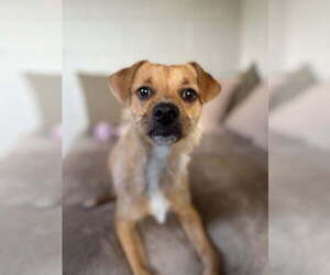 Mutt Dogs for adoption in San Leon, TX, USA