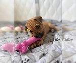 Small #24 Rhodesian Ridgeback