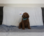 Puppy 1 Goldendoodle-Poodle (Standard) Mix