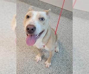 American Pit Bull Terrier-Unknown Mix Dogs for adoption in Houston, TX, USA