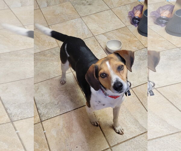 Medium Photo #1 Beagle Puppy For Sale in Las Vegas, NV, USA