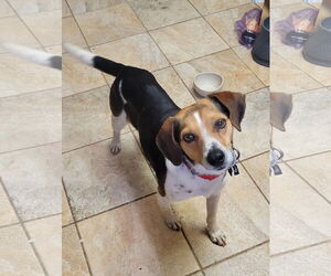 Beagle Dogs for adoption in Las Vegas, NV, USA