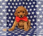 Small Photo #1 Poodle (Toy) Puppy For Sale in LINCOLN UNIV, PA, USA