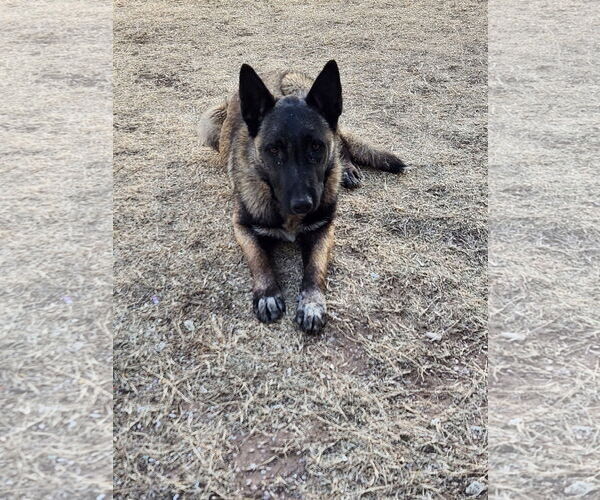 Medium Photo #1 Mutt Puppy For Sale in Orange Grove, TX, USA