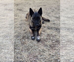 Mutt Dogs for adoption in Orange Grove, TX, USA