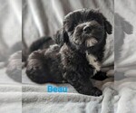 Puppy Beau Coton de Tulear