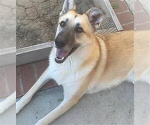 German Shepherd Dog Dogs for adoption in Camarillo, CA, USA