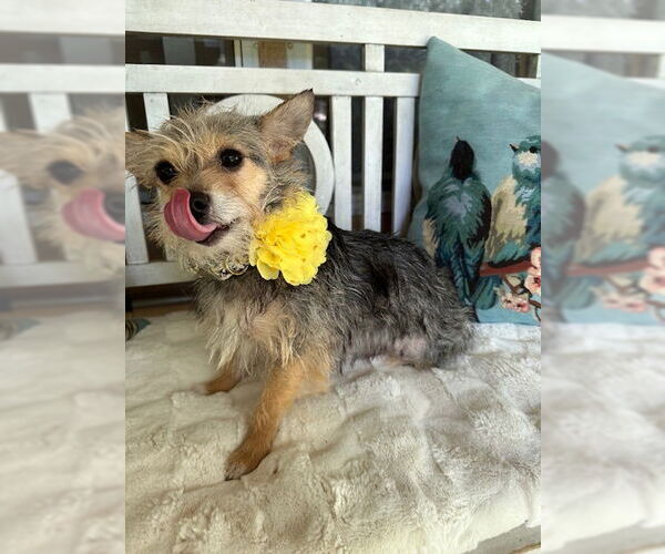 Medium Photo #4 Mutt Puppy For Sale in Oak Bluffs, MA, USA