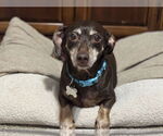 Small #1 Chiweenie