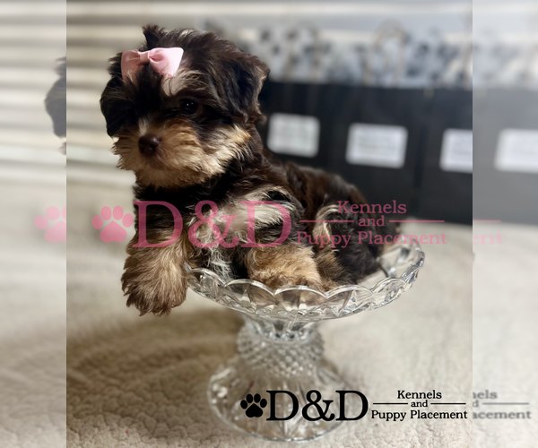 Medium Photo #4 Shorkie Tzu Puppy For Sale in RIPLEY, MS, USA