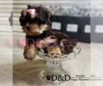 Small Photo #4 Shorkie Tzu Puppy For Sale in RIPLEY, MS, USA