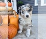 Small #7 Australian Shepherd