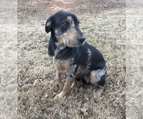 Medium Photo #3 Mutt Puppy For Sale in OKLAHOMA CITY, OK, USA