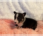 Small Photo #29 American Corgi Puppy For Sale in CANAL WINCHESTER, OH, USA