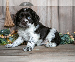 Small #2 Cocker Spaniel