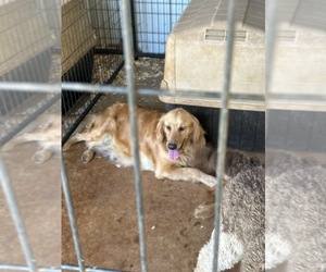 Mother of the Golden Retriever puppies born on 07/29/2023